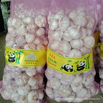 China fresh garlic factory offer CIF, new crop fresh garlic export